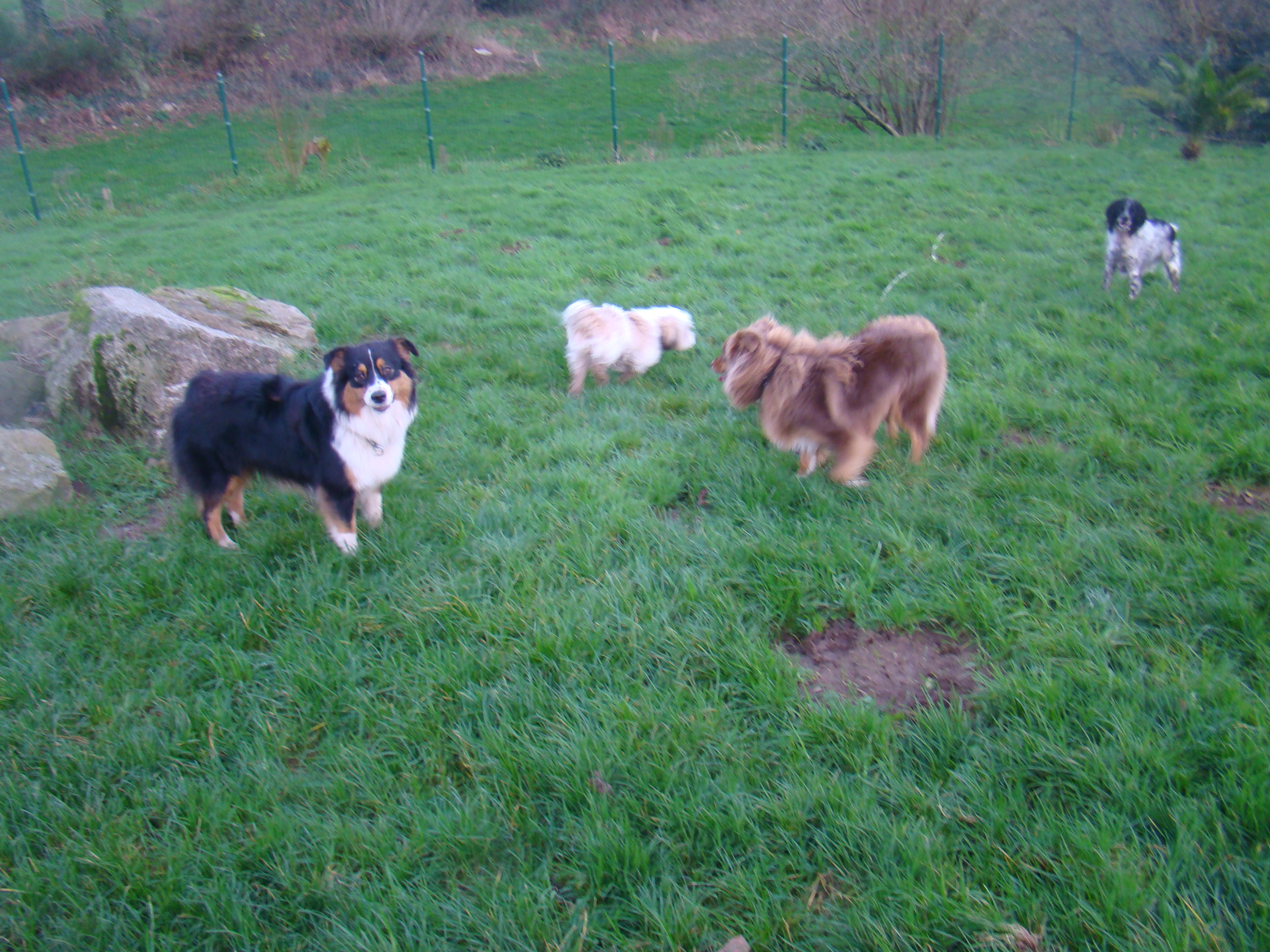 Chiens vacances de noel 2015 007