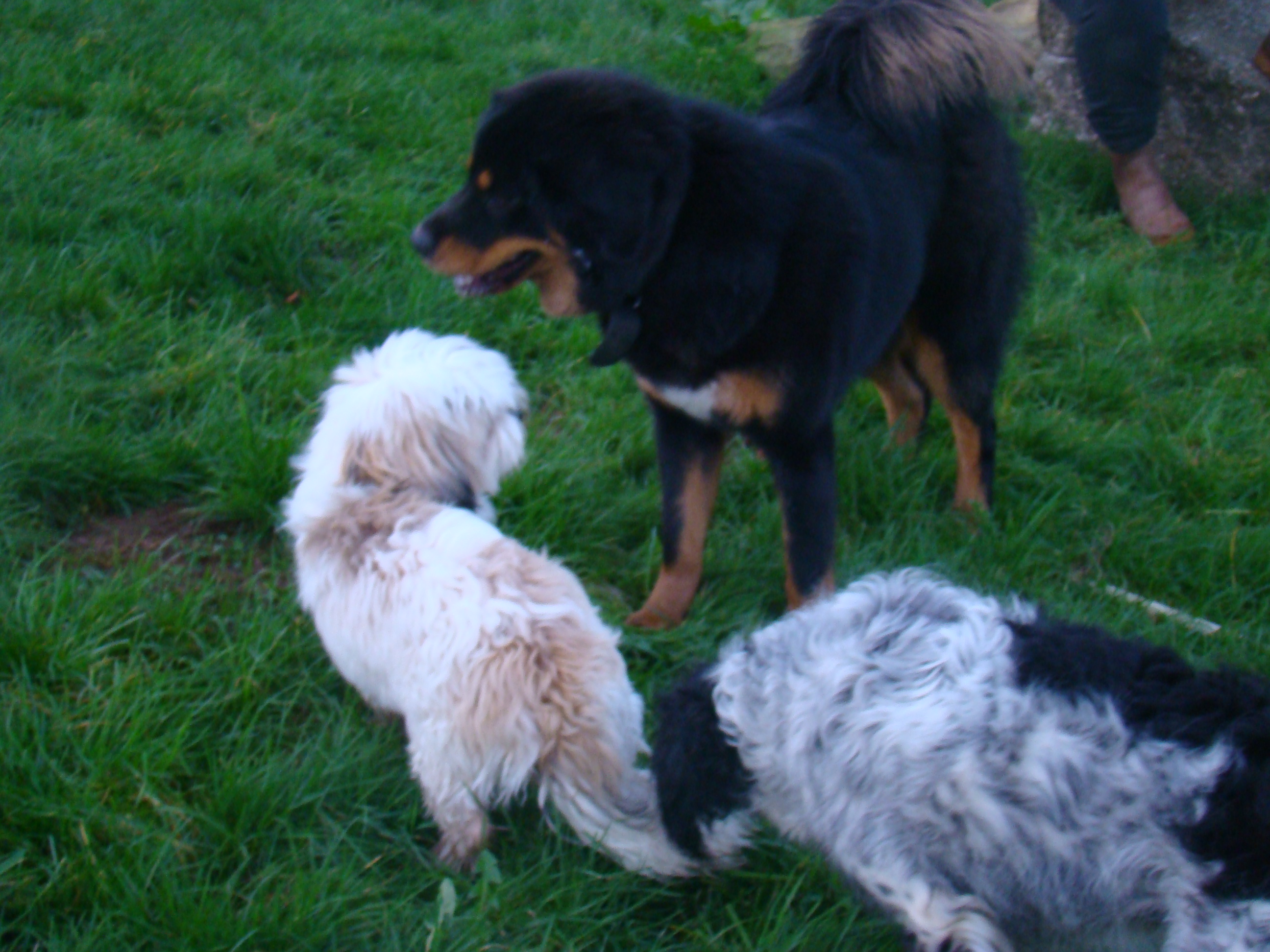 Chiens vacances de noel 2015 049