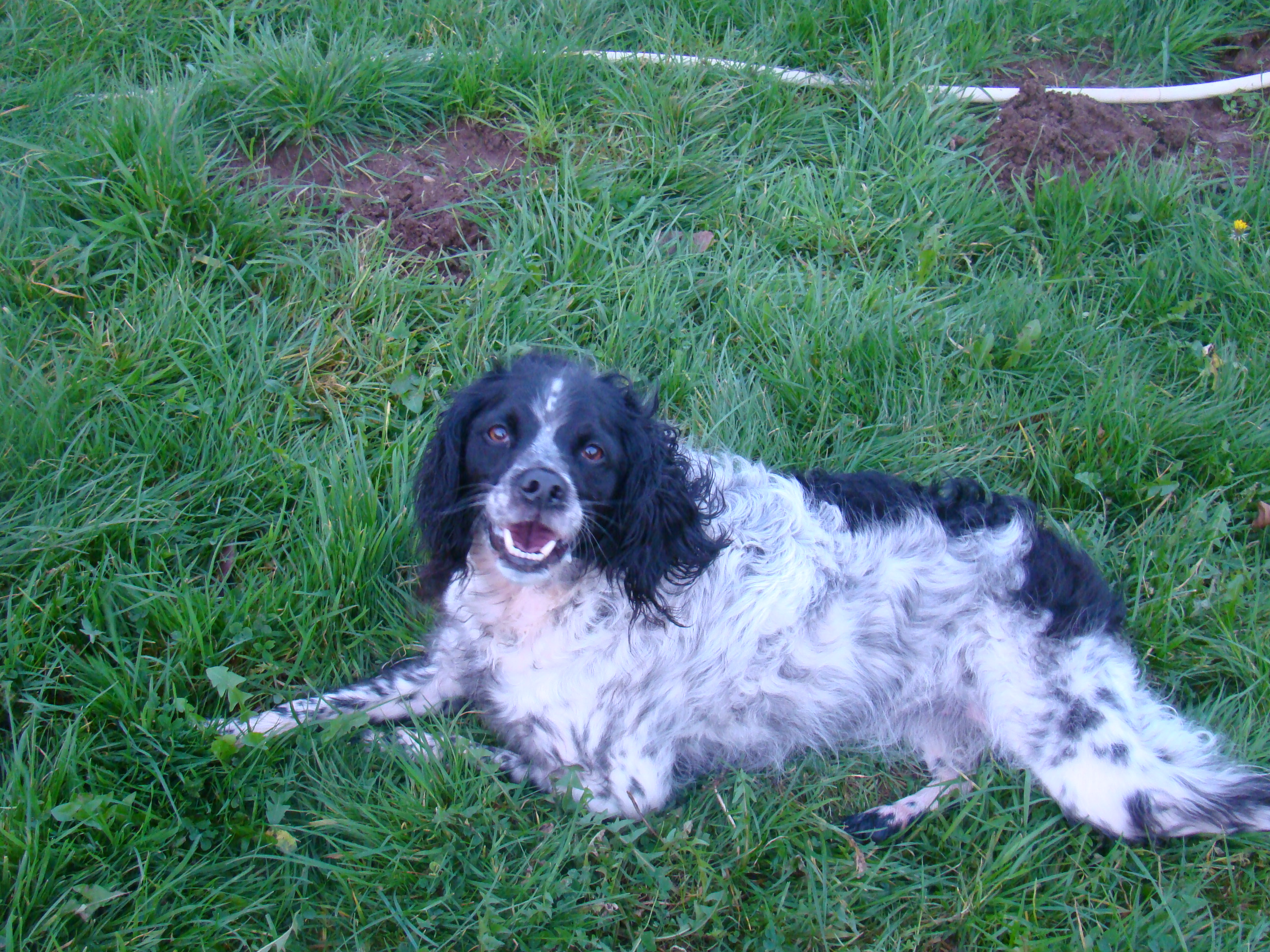 Chiens vacances de noel 2015 053