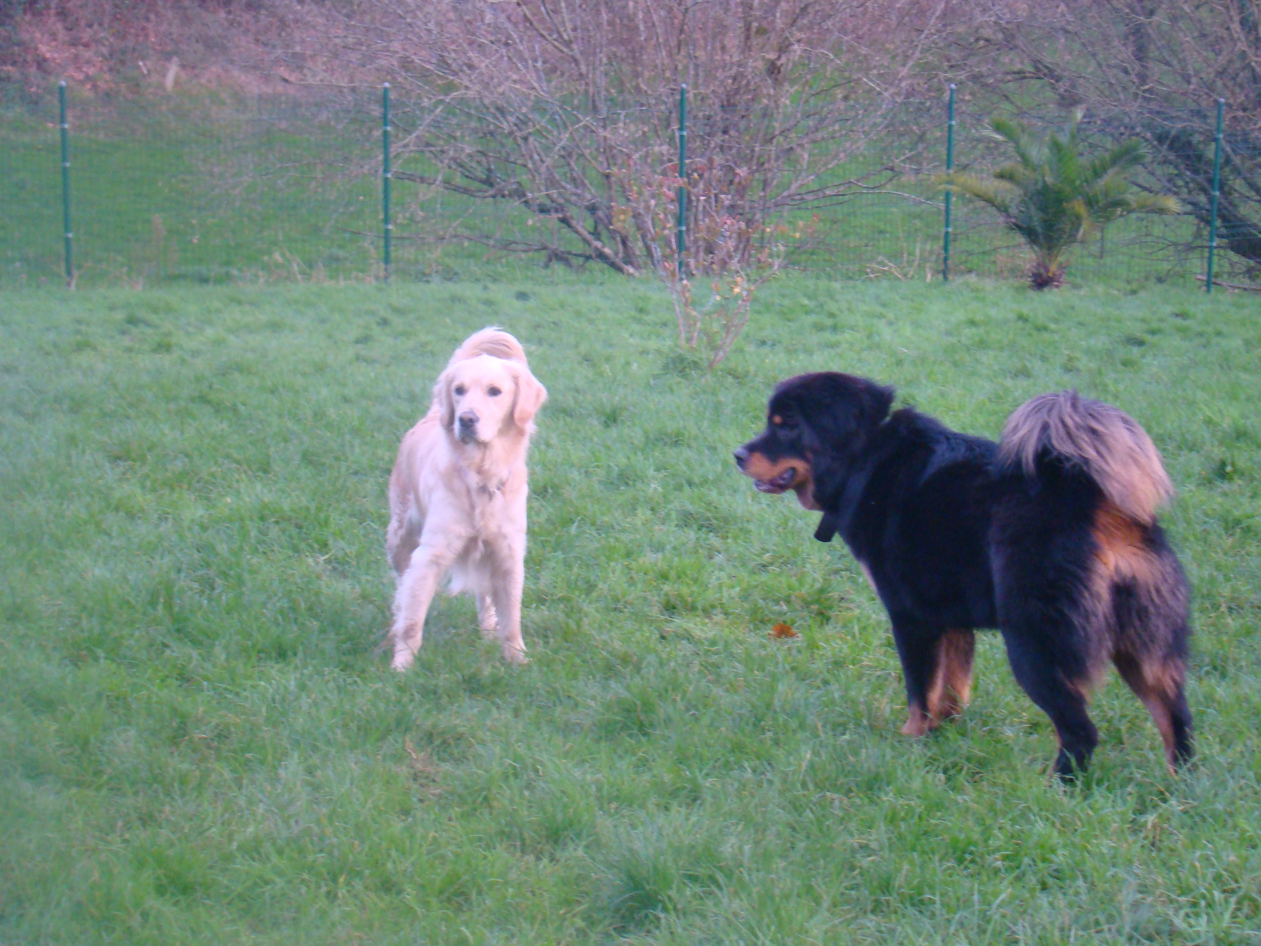 Chiens vacances de noel 2015 080