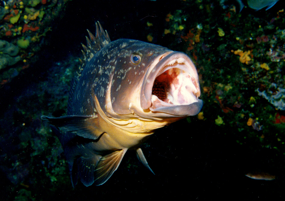 Merou geule