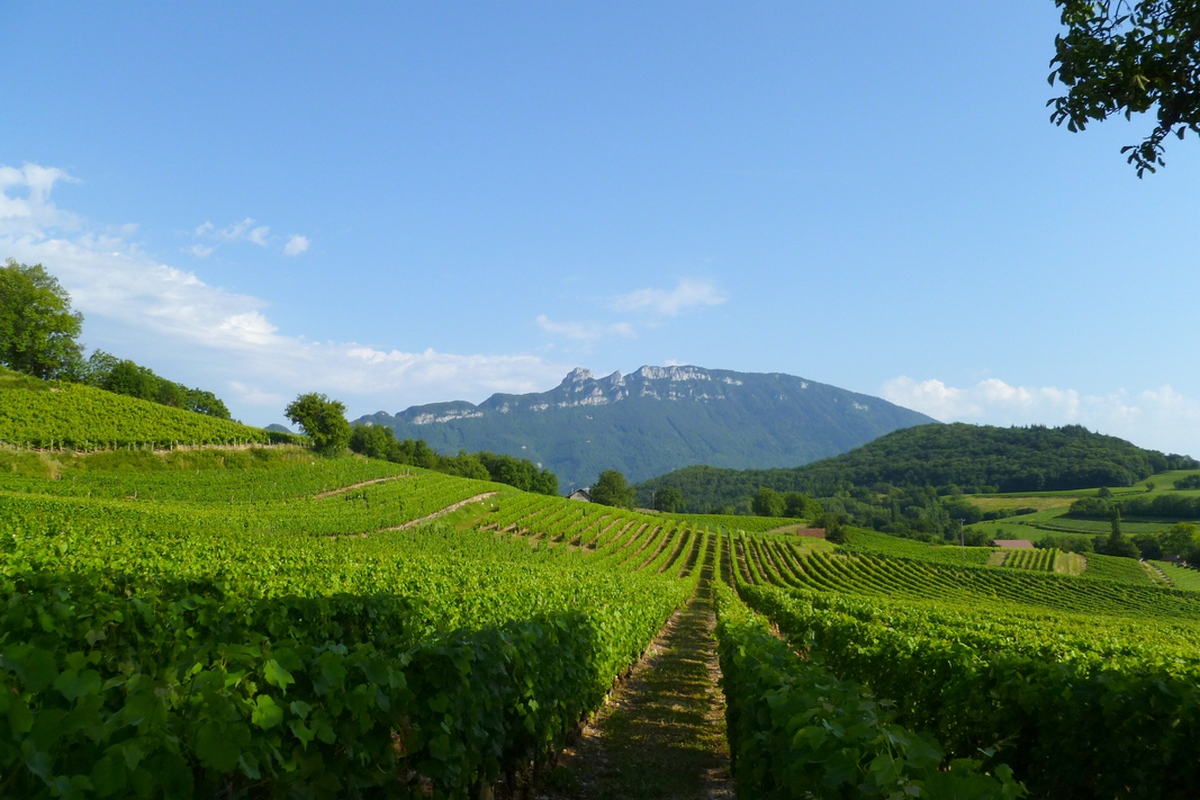 Les vignes de jongieux