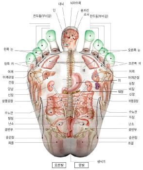 Planche reflexologie plantaire