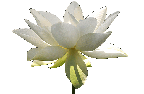 White lotus
