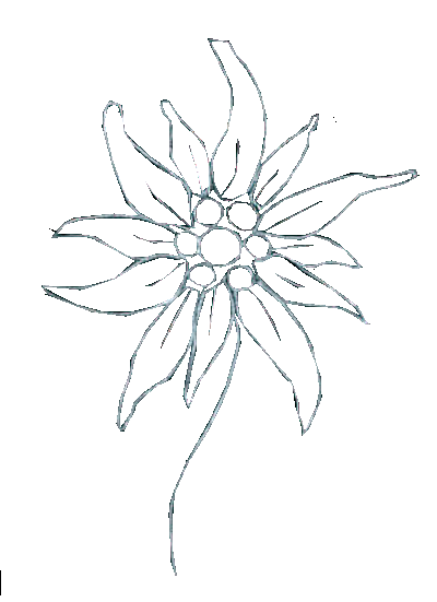 Edelweiss 02