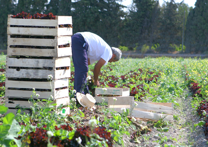 Ouvrier de maraichage ou d horticulture