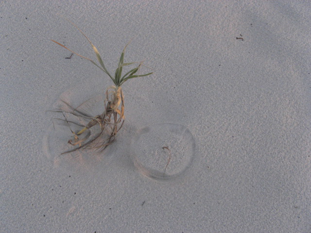 Cercle naturel