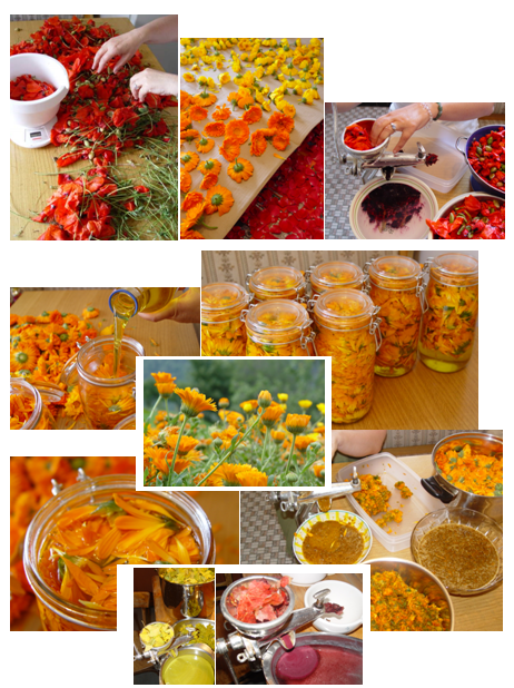 Suc calendula