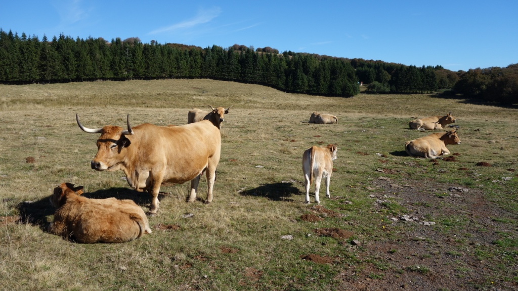 Plateau d aubrac 21 