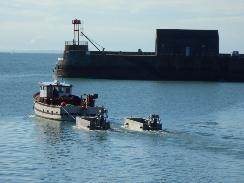 Coquillier sotant du port