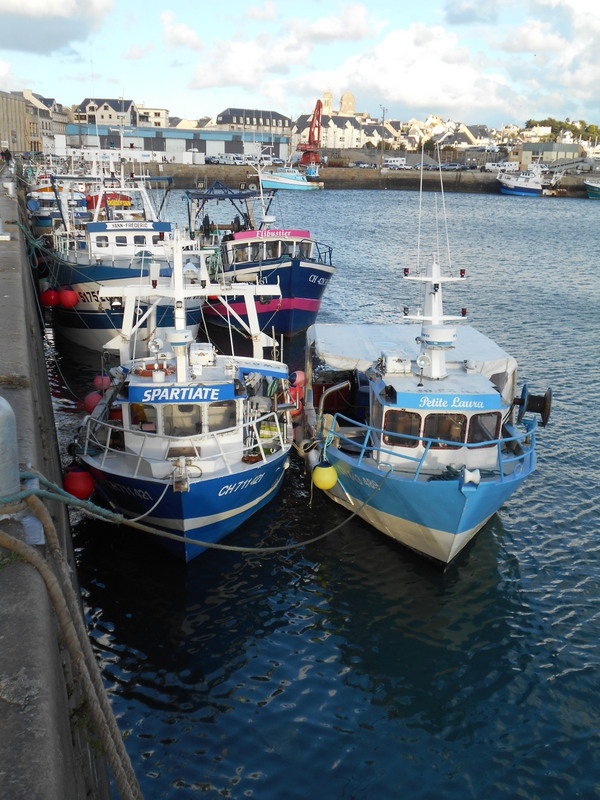 Coquilliers alignes dans le bassin a flot