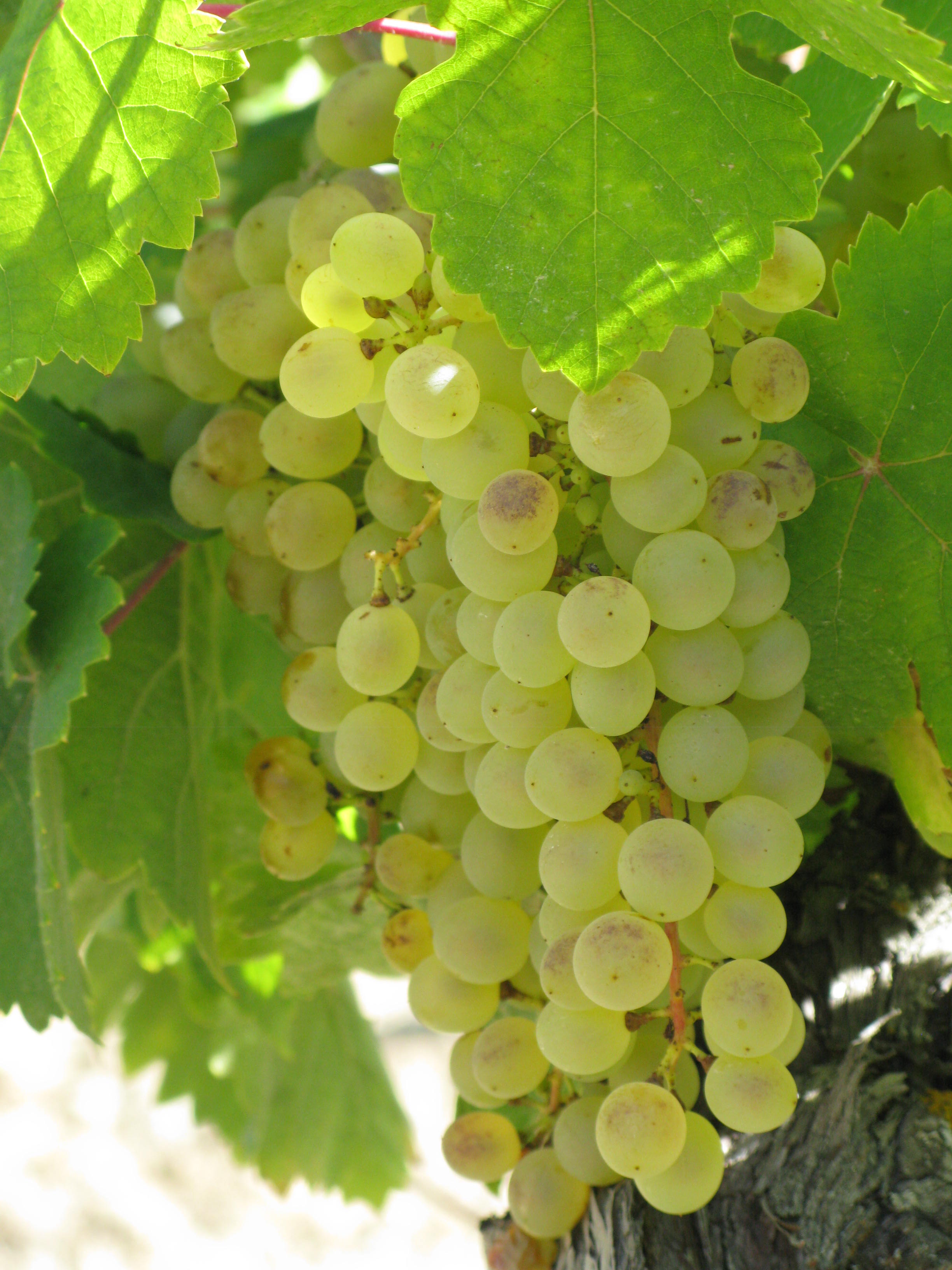 Grappe5