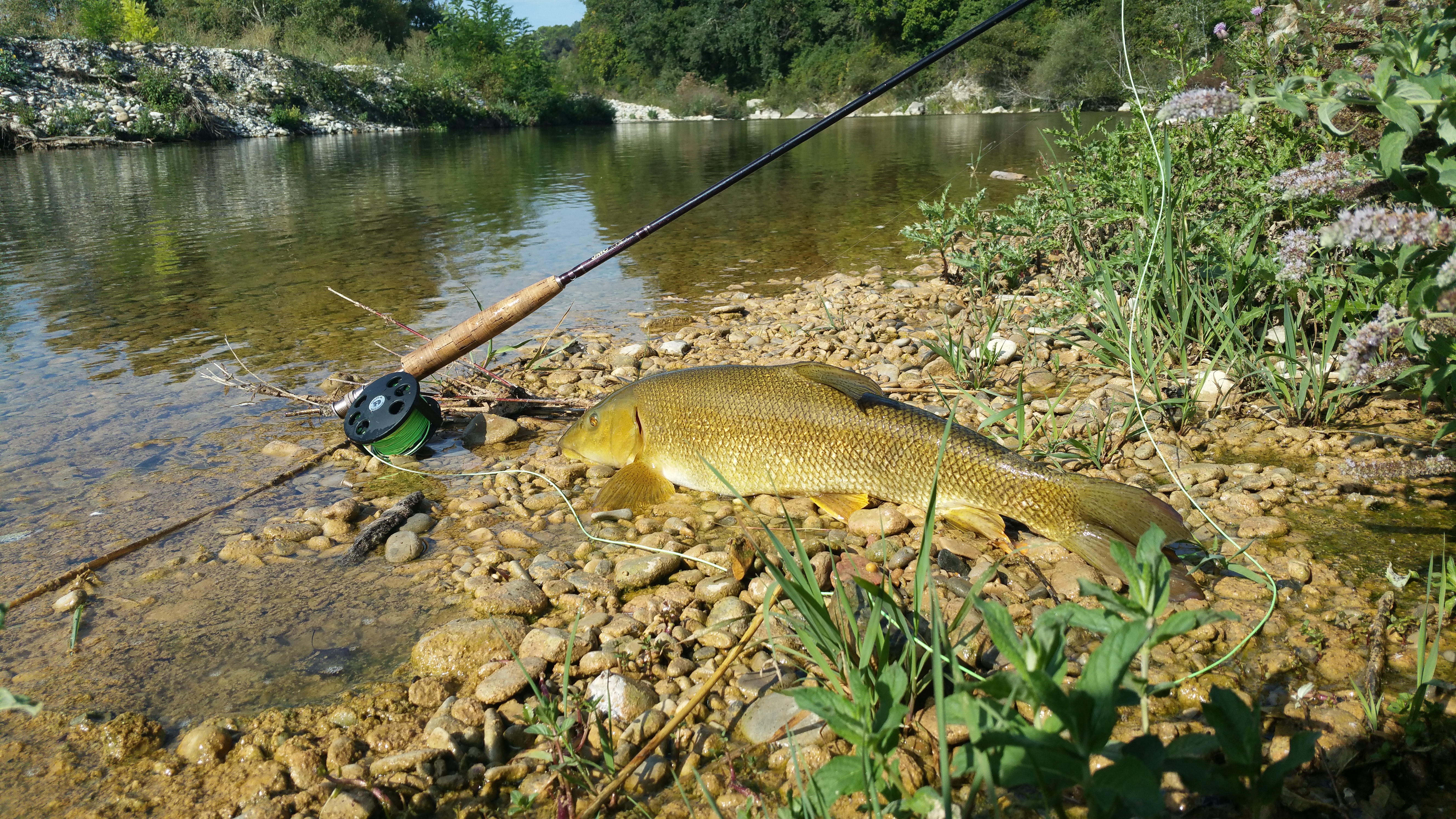 Le barbeau est un super adversaire à la pêche !