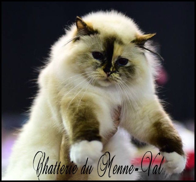 Jantine Vienne