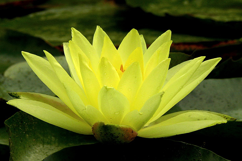 Lotus1