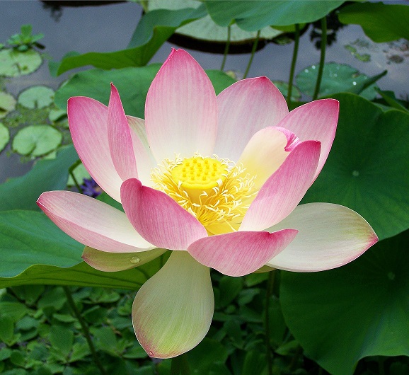 Lotus2