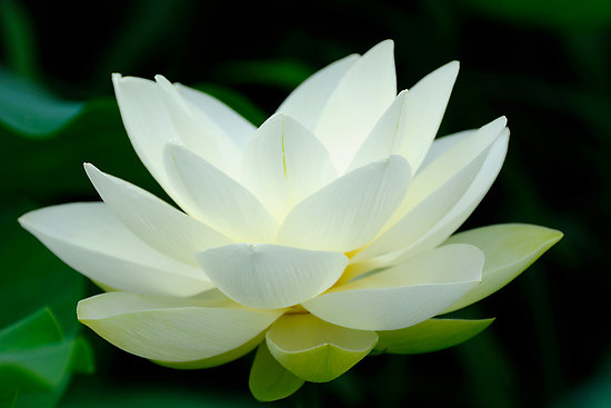 Lotus3