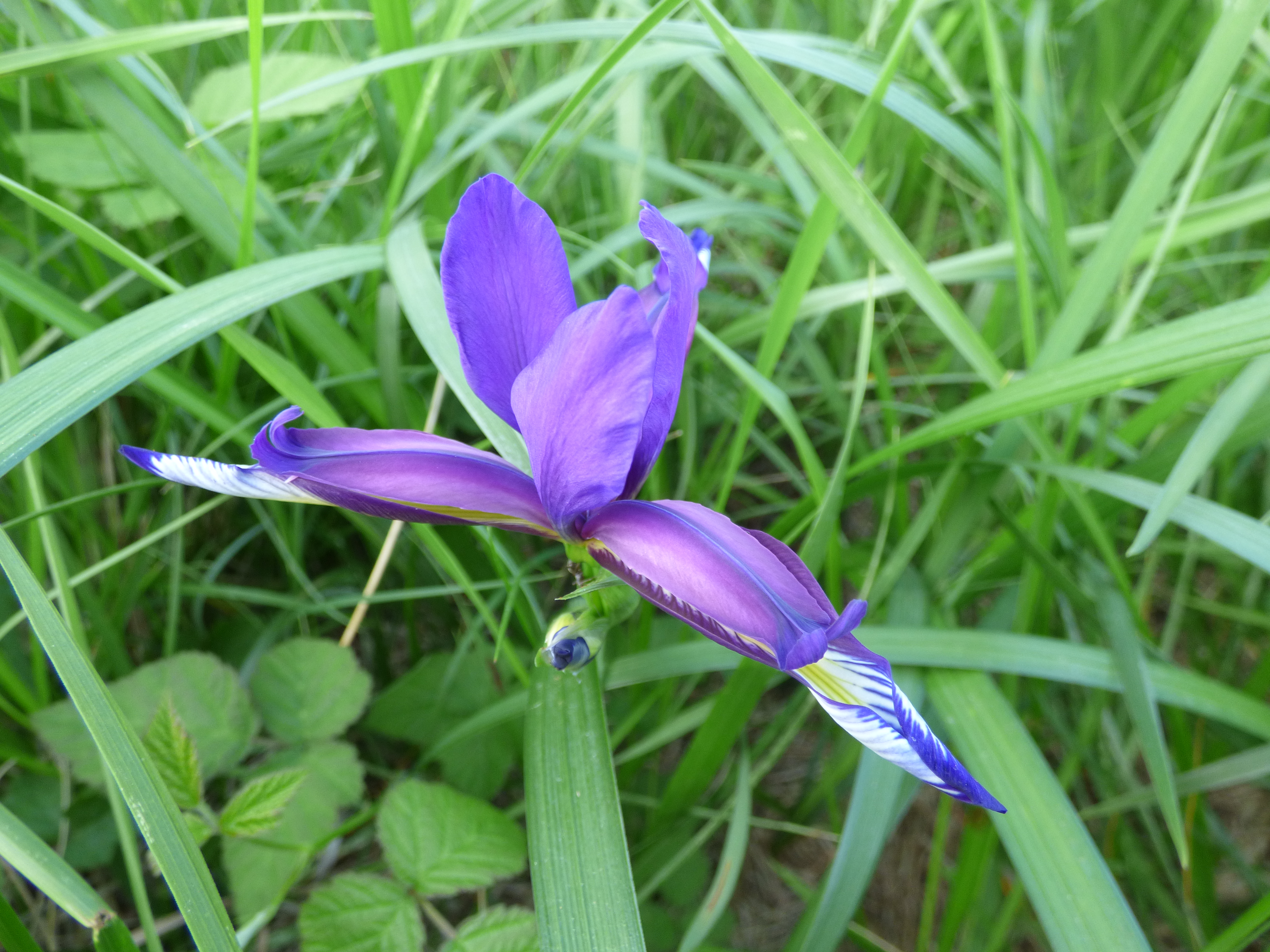 Iris graminea