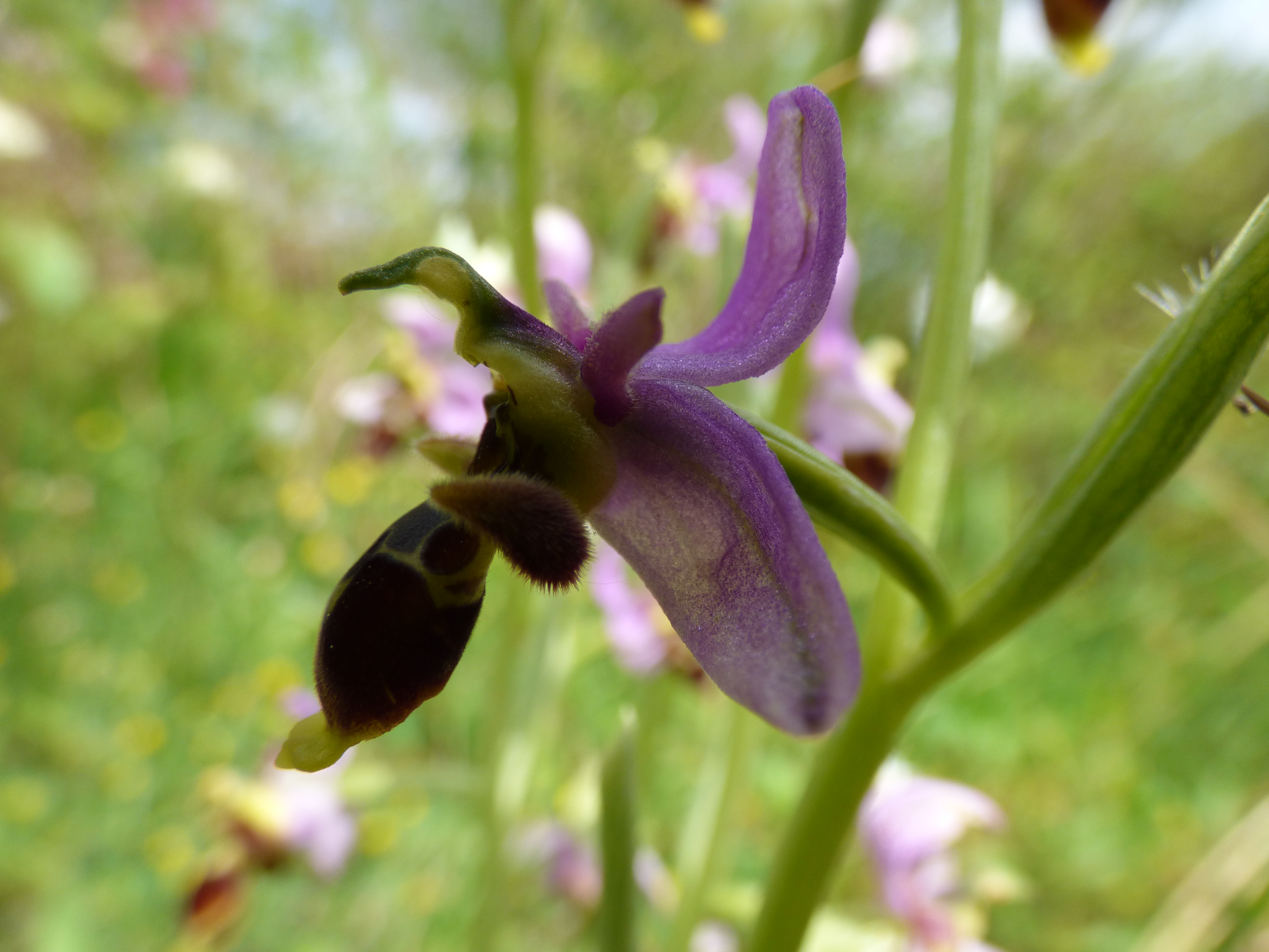 Ophris becasse scolopax 1