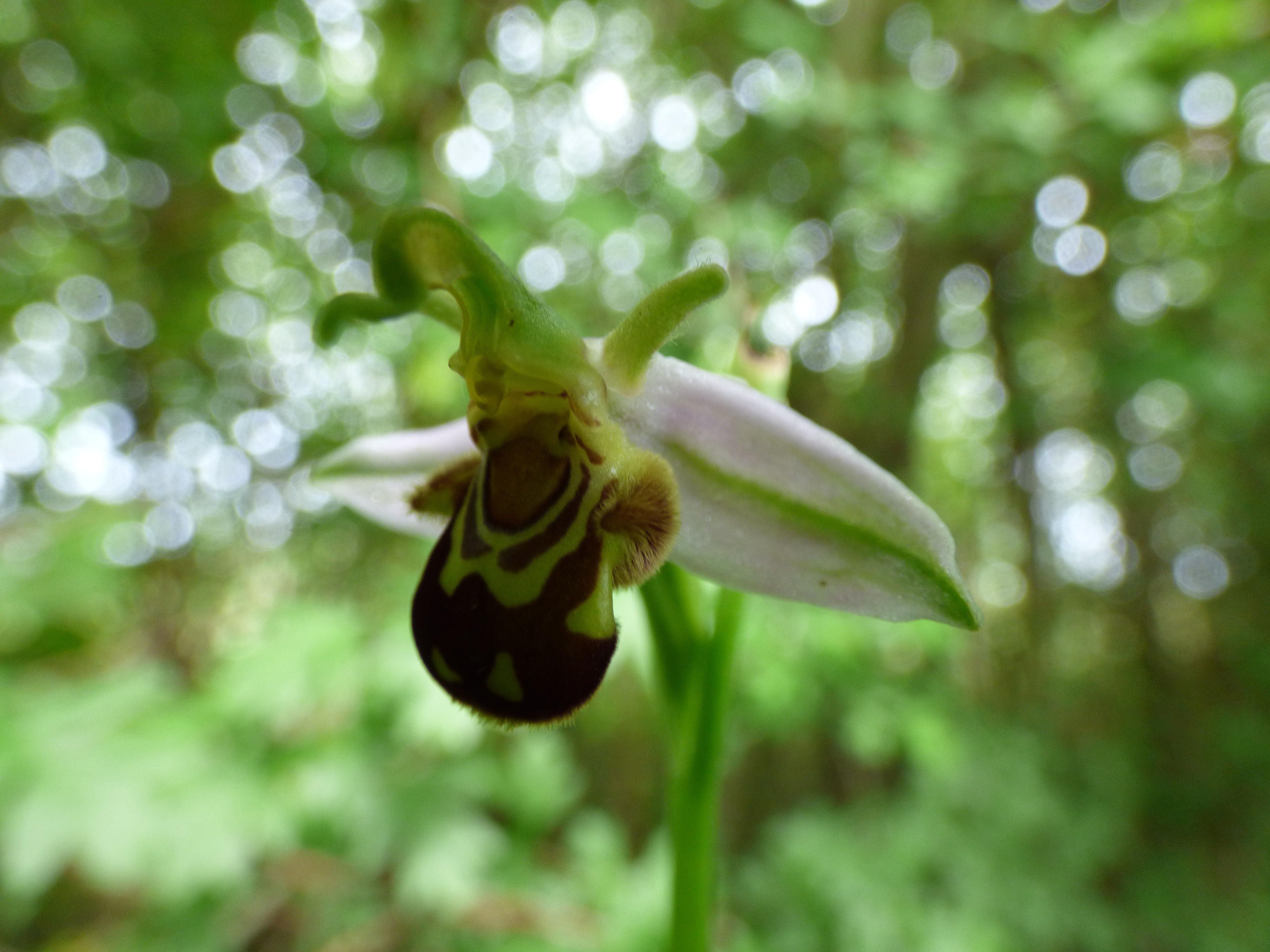 Ophrys abeille