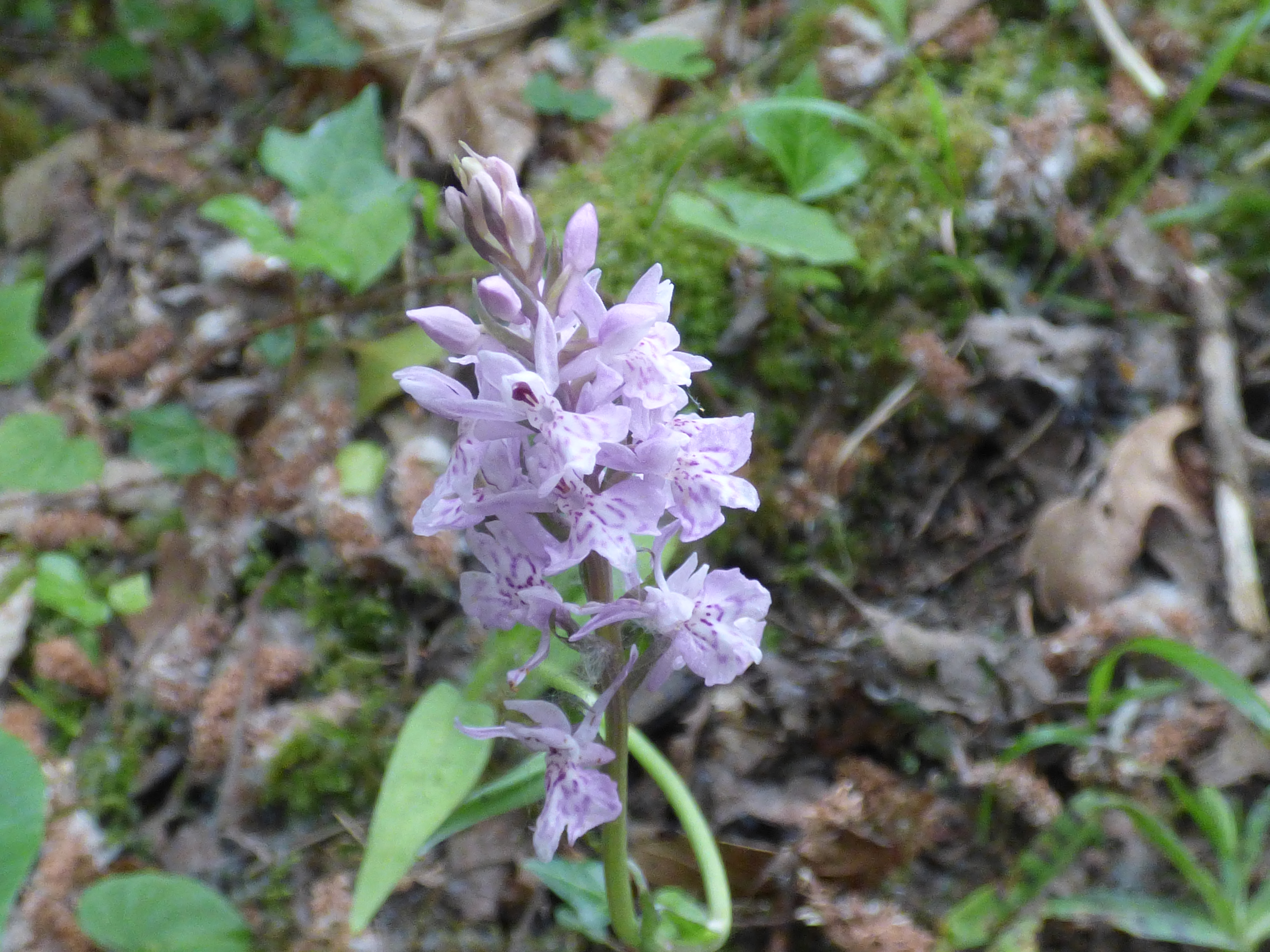 Orchis de fuchs 3