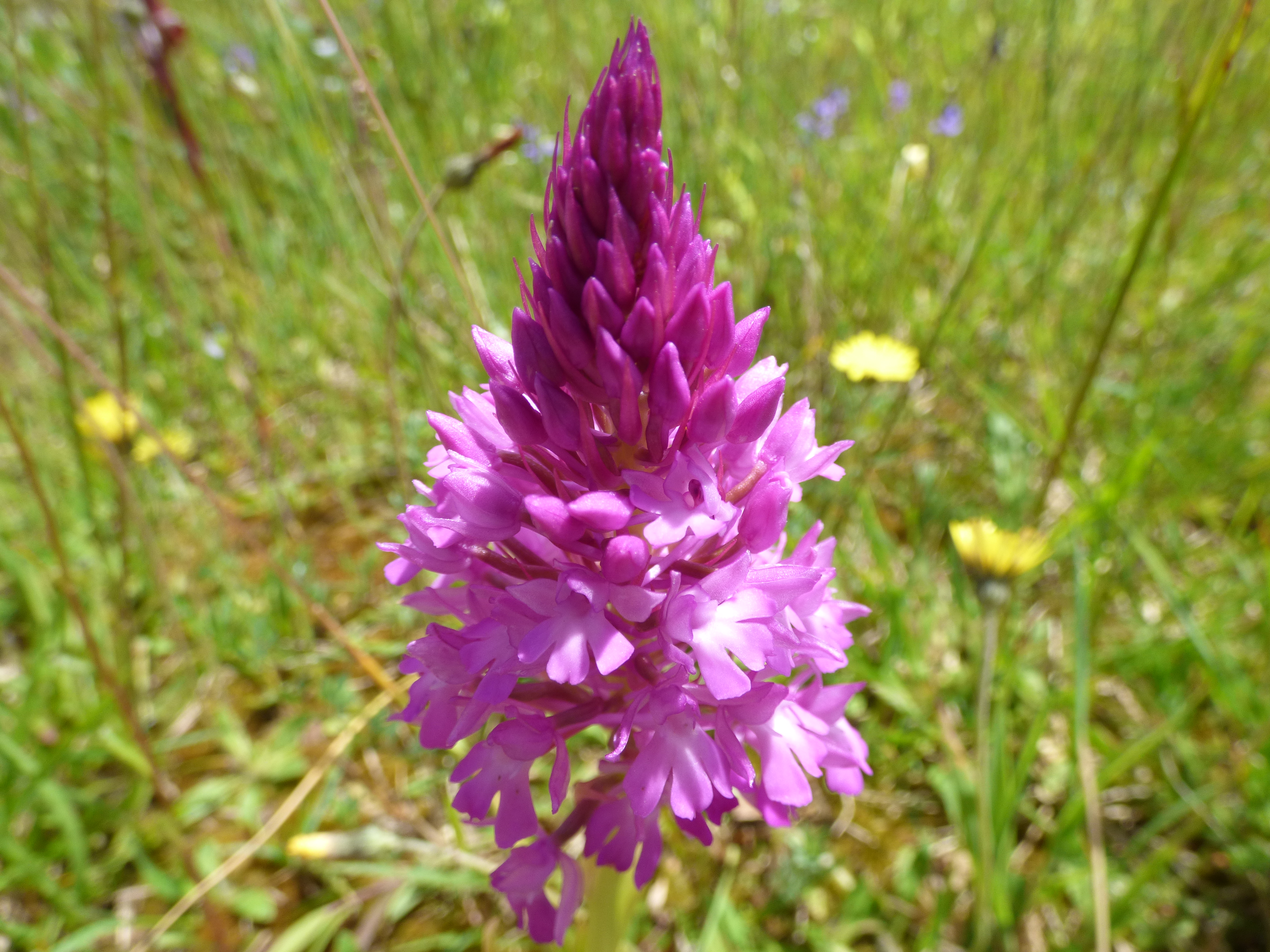 Orchis pyramidal