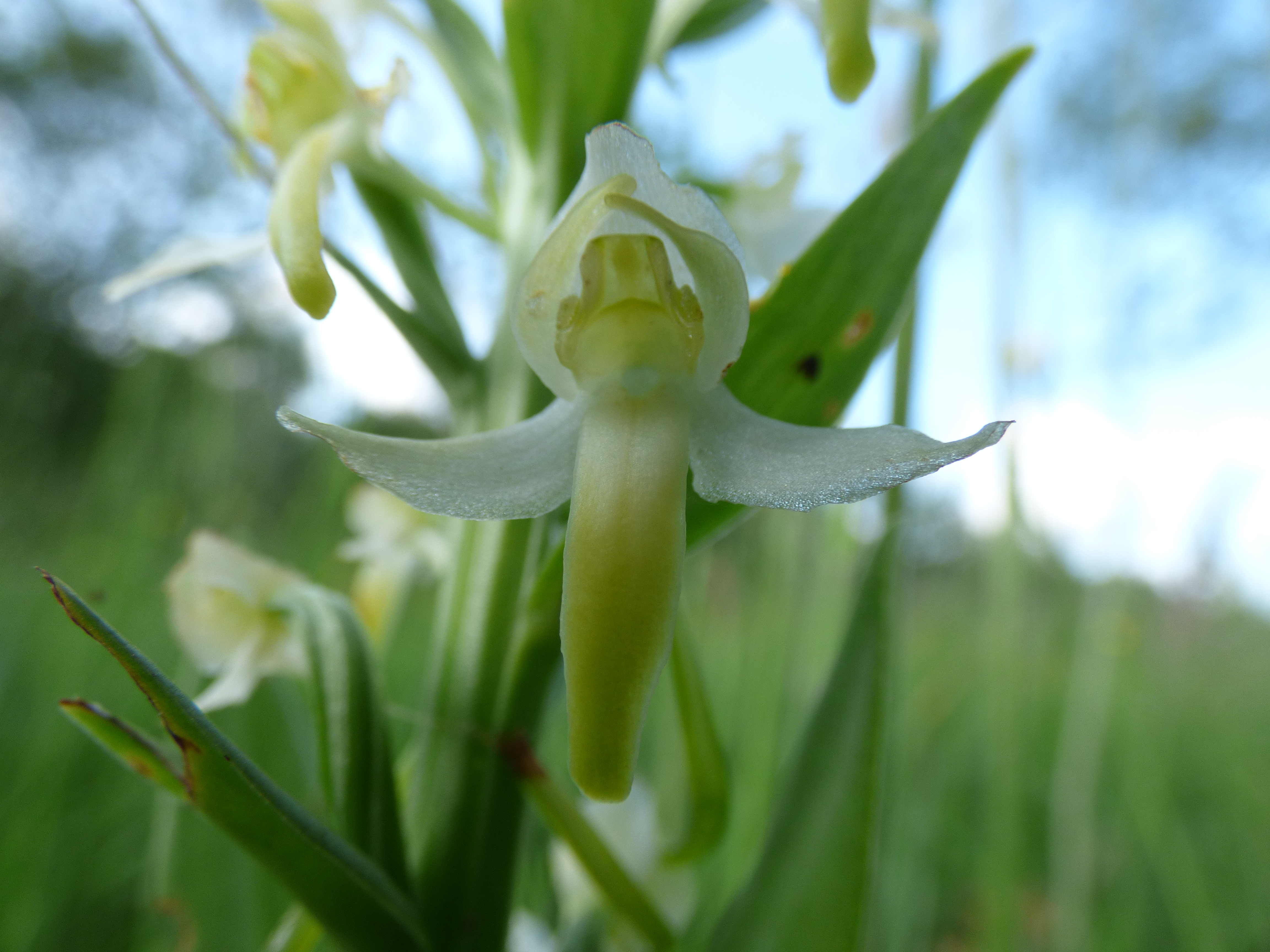 Orchis verdatre fleur