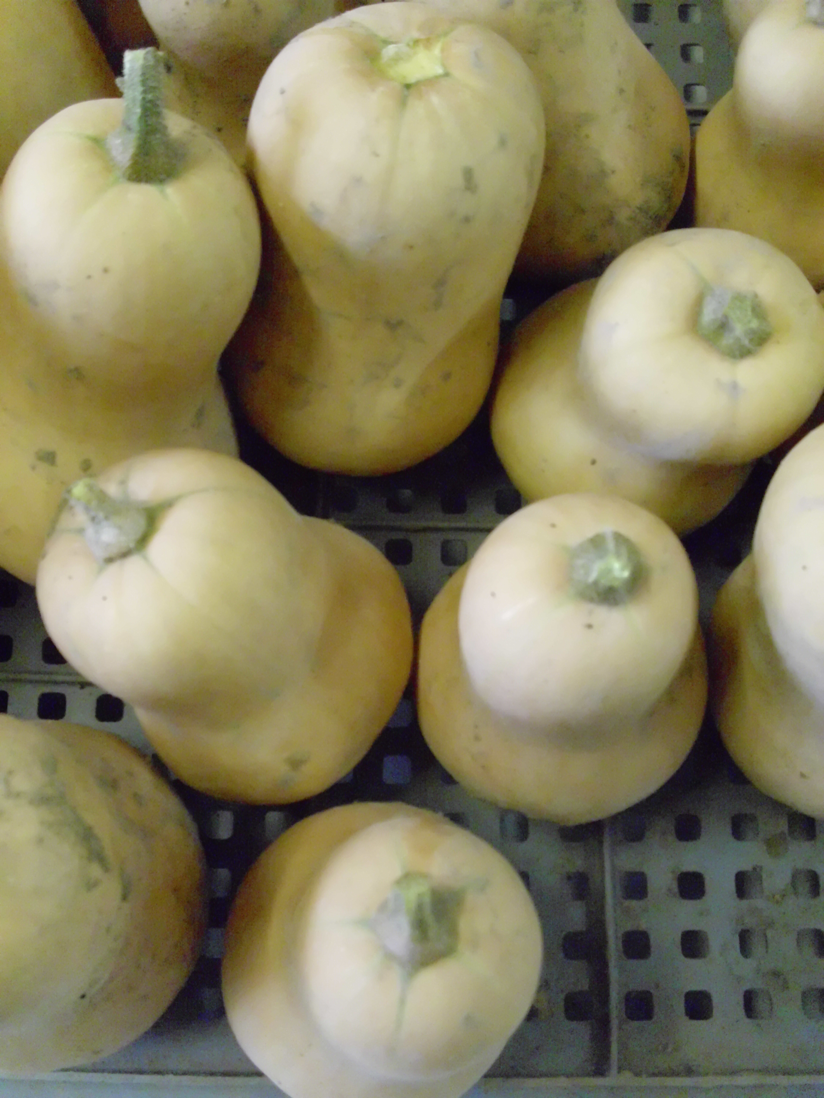 Butternut 1 