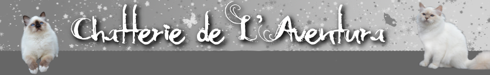 Prova banner chatterie2
