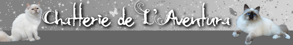 Prova banner chatterie3