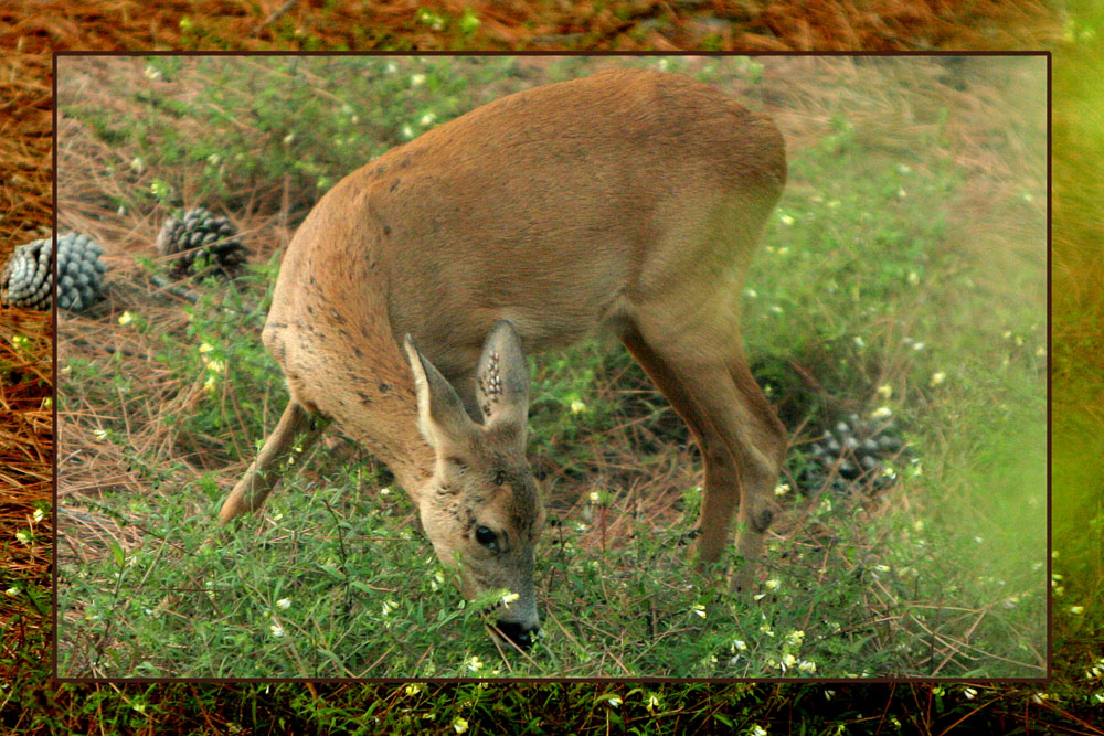La Jenny Colibri 71 8