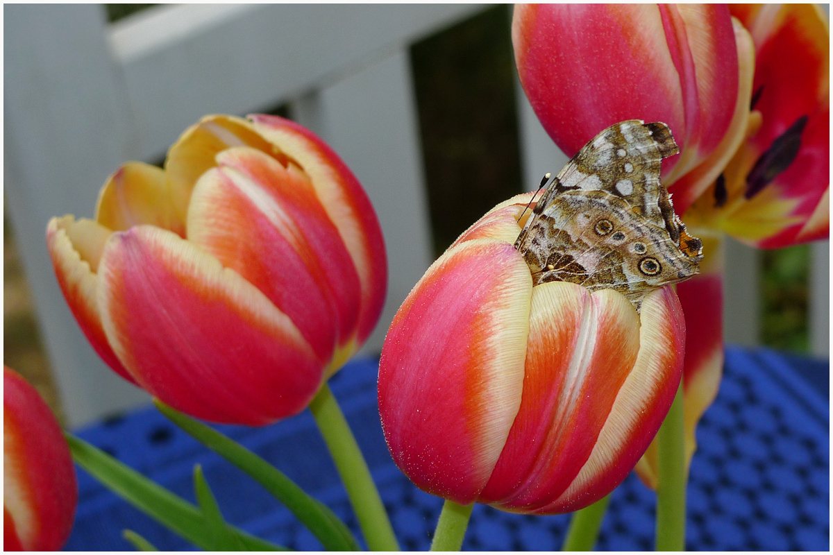 La jenny colibri location naturisme