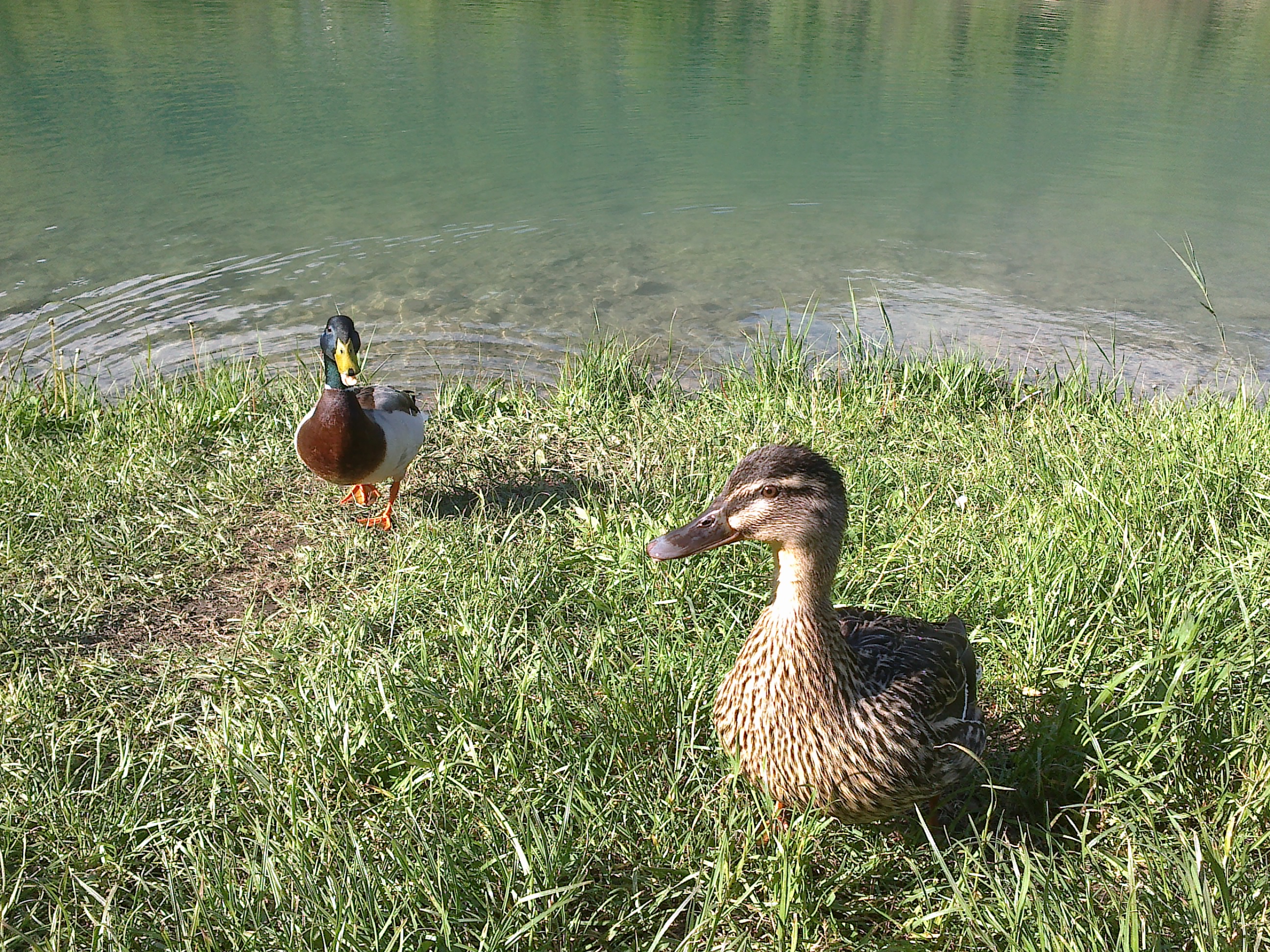 Canards1