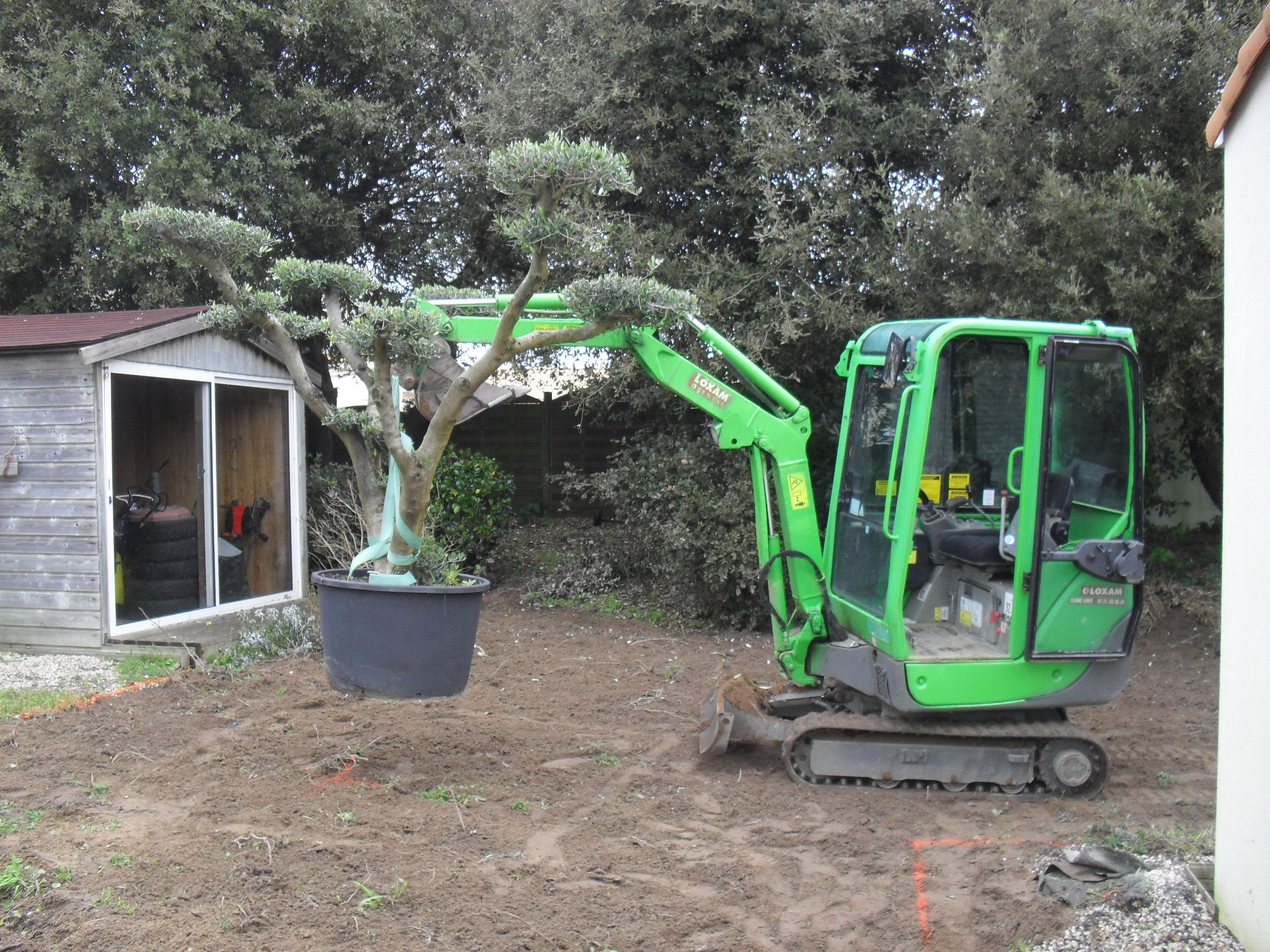 Plantation des gros sujets (ici un olivier pompom)