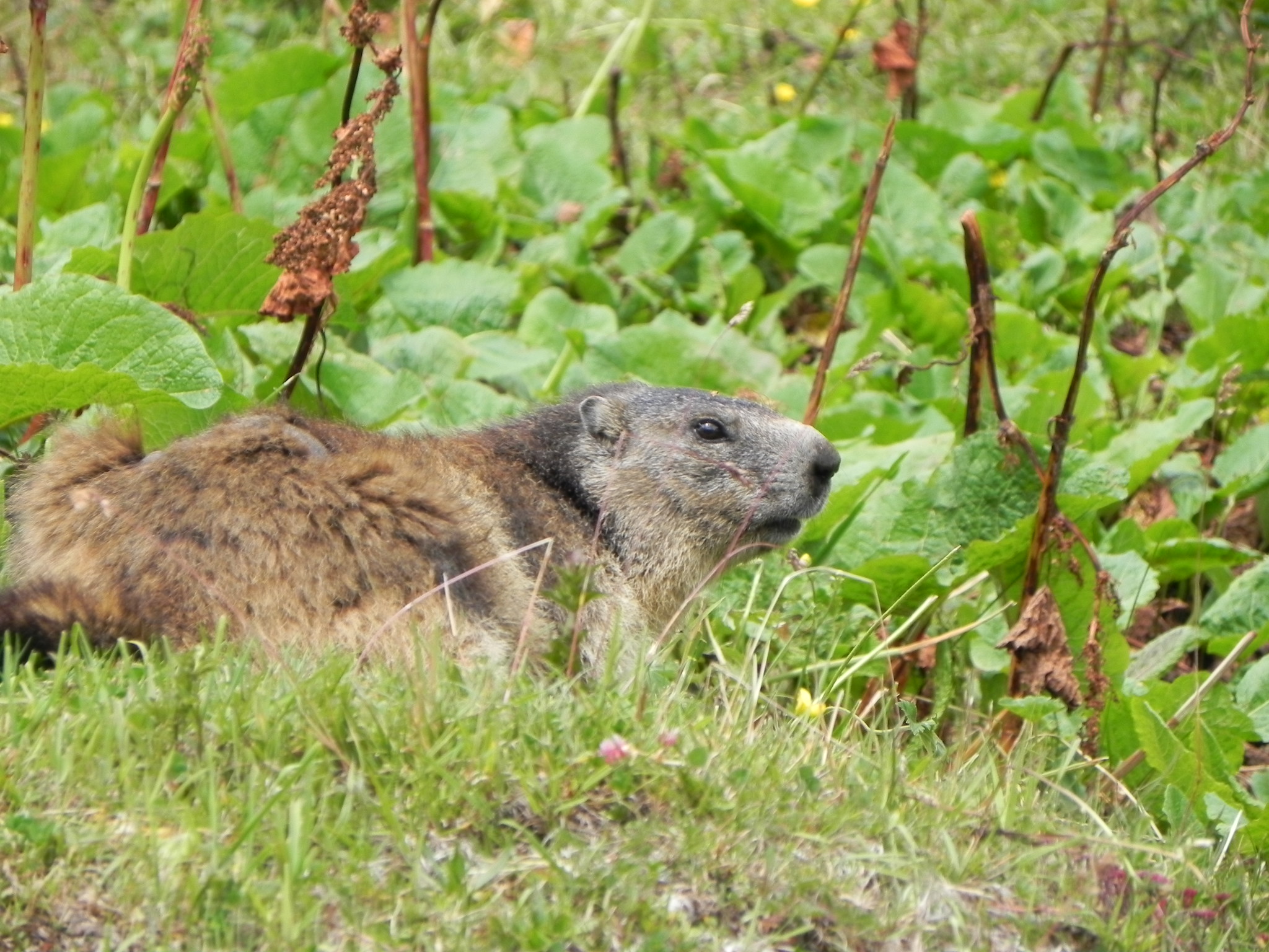 Marmotte