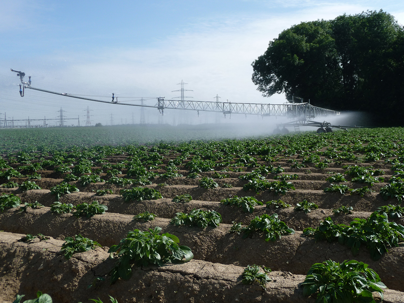 IrrigationChamp4