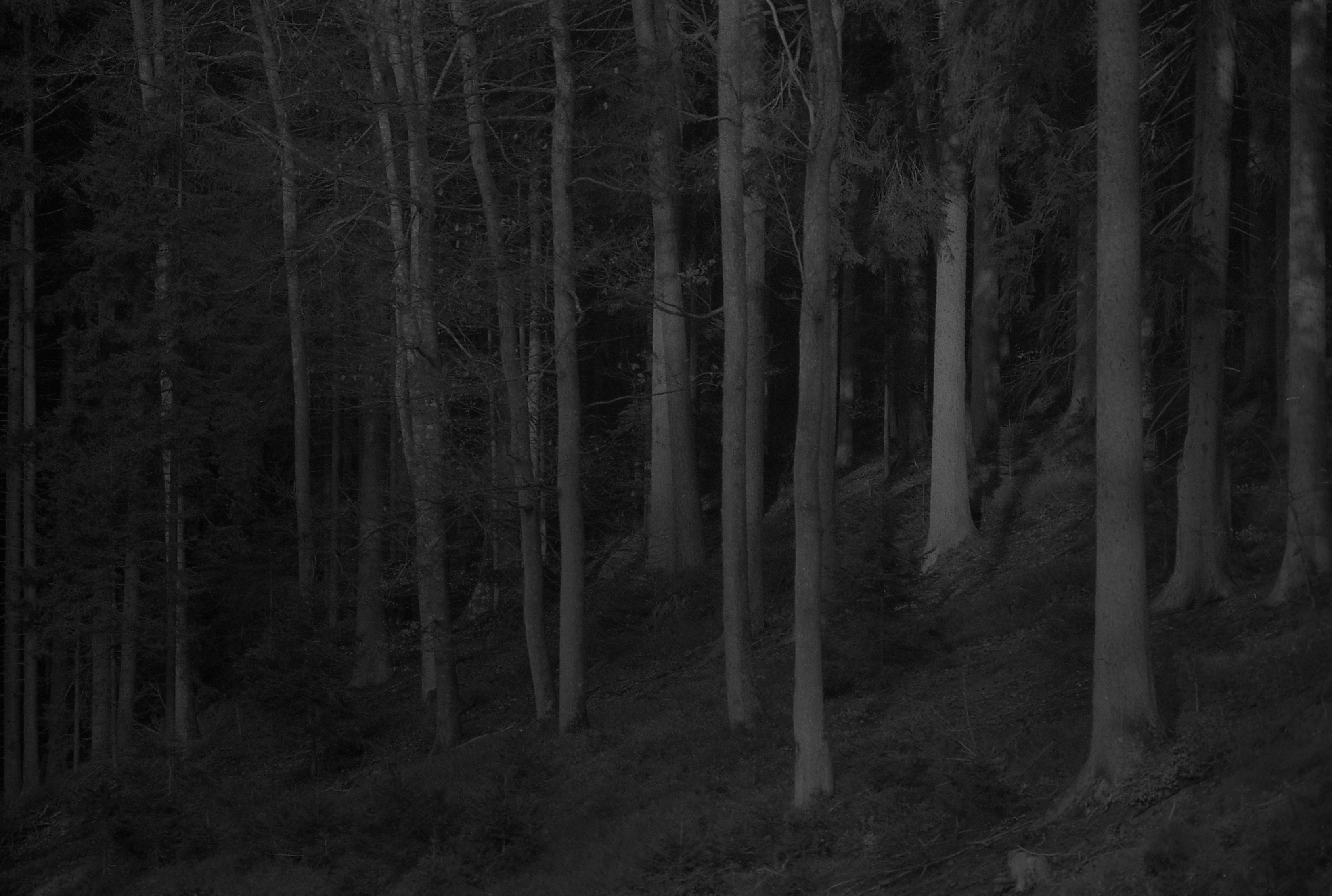 Trees