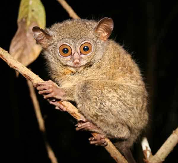 Tarsius pantai timur