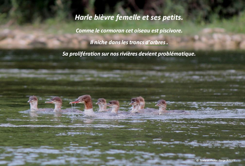 Harle bievre sur l ain
