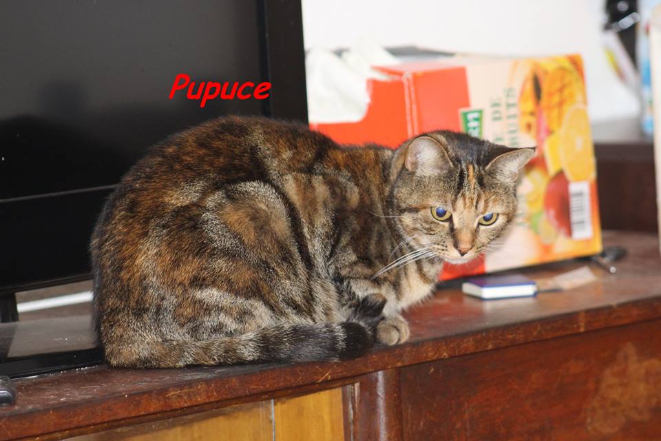 Pupuce