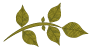 TigeFeuille