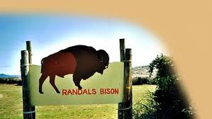 Bisons