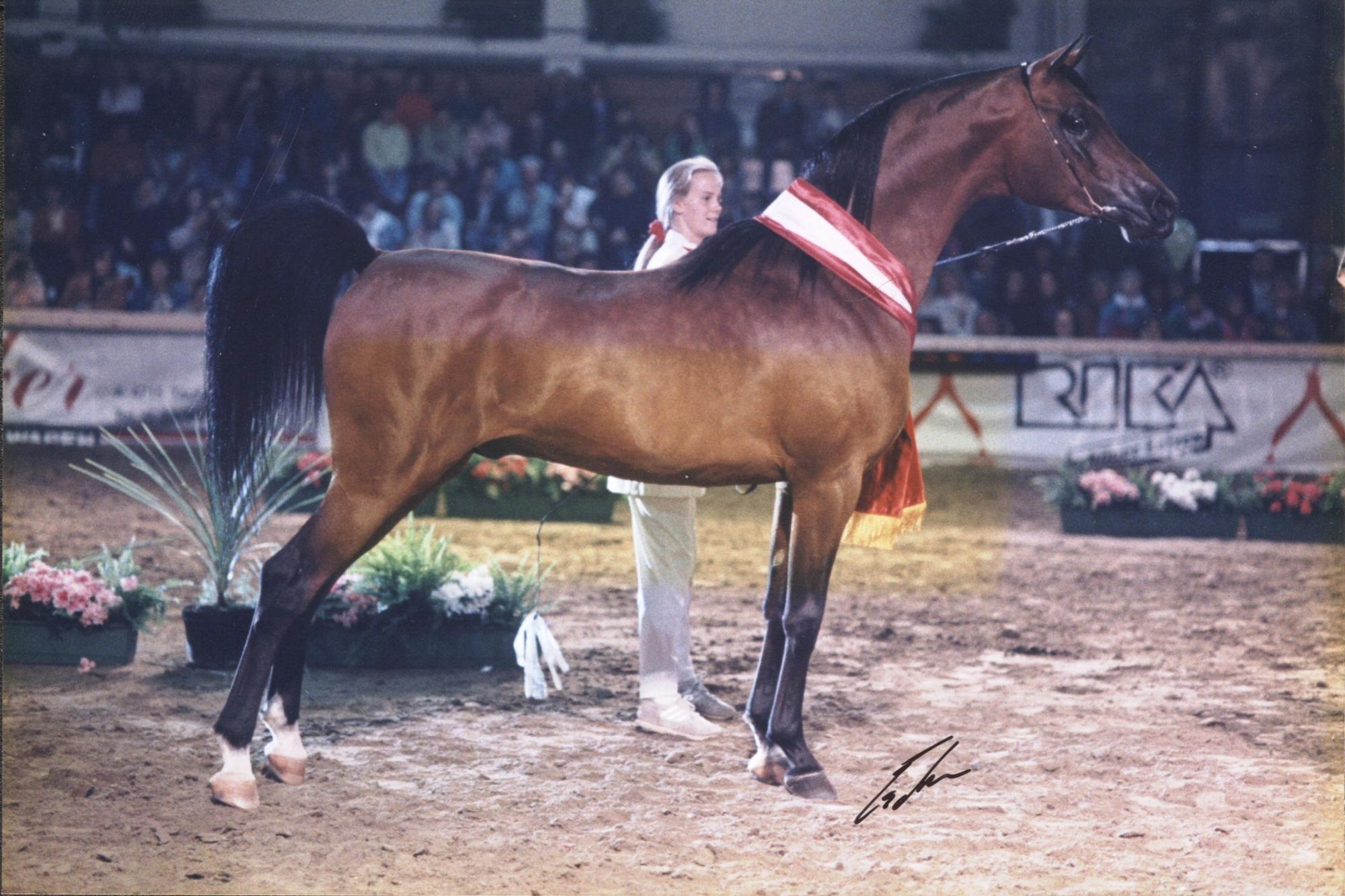 Aaf absolut ox