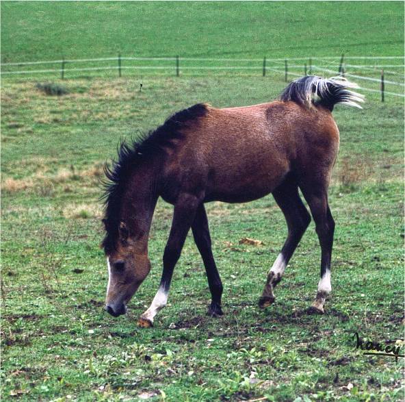 Arnelle Alia bint Nil
D'Jjefral Nil x Platinum Fantasie
2000
