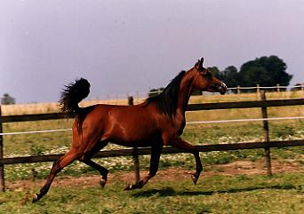 Arnelle Amzara - 1999
(Padron's Kadar x Arnelle Amenesta - Menes )
Owned by DIVINO ARABIANS (Be)