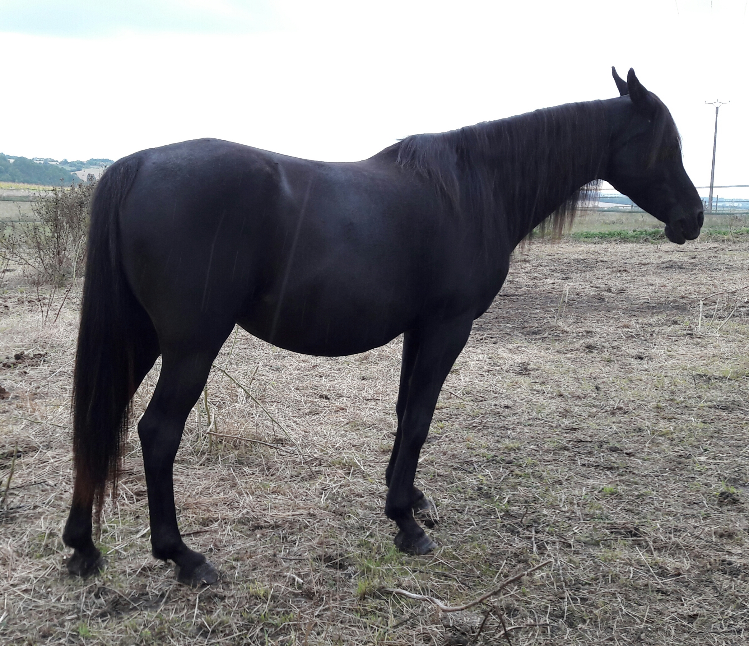 Arnelle Anna Faanah
(Ibn Faanah x Kar Reyhan) 2001 