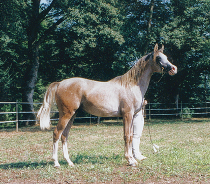 Arnelle Acapulco - 1998
(Js Marrak - Warandes Plakat x Platinum fantasie - Platinum Phantom)
Propriétaire : Kristina Kragh - Guerlain Stables
