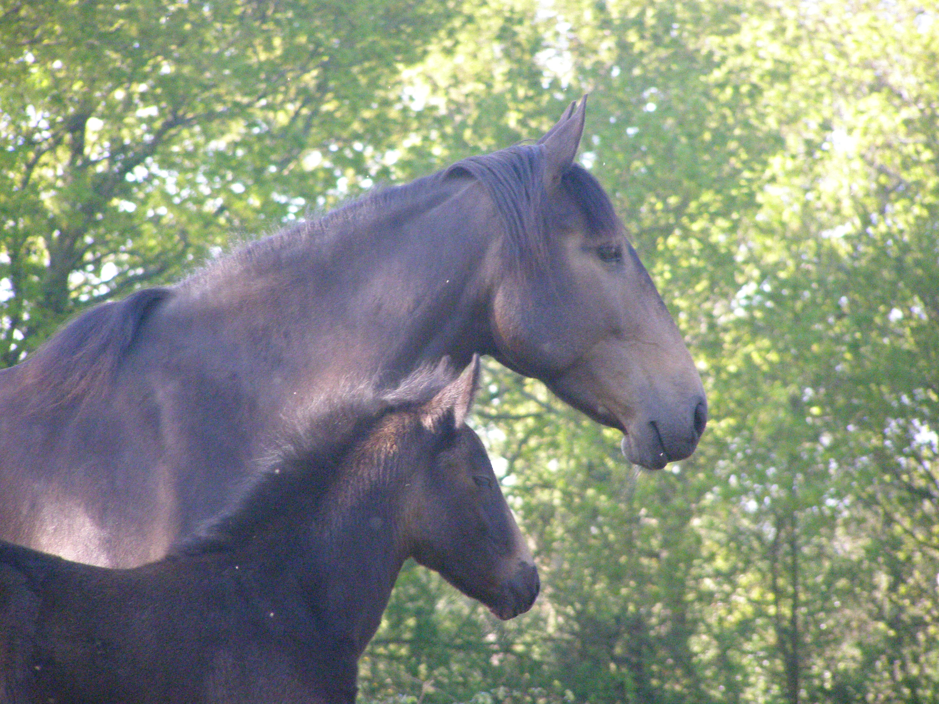 P5040288