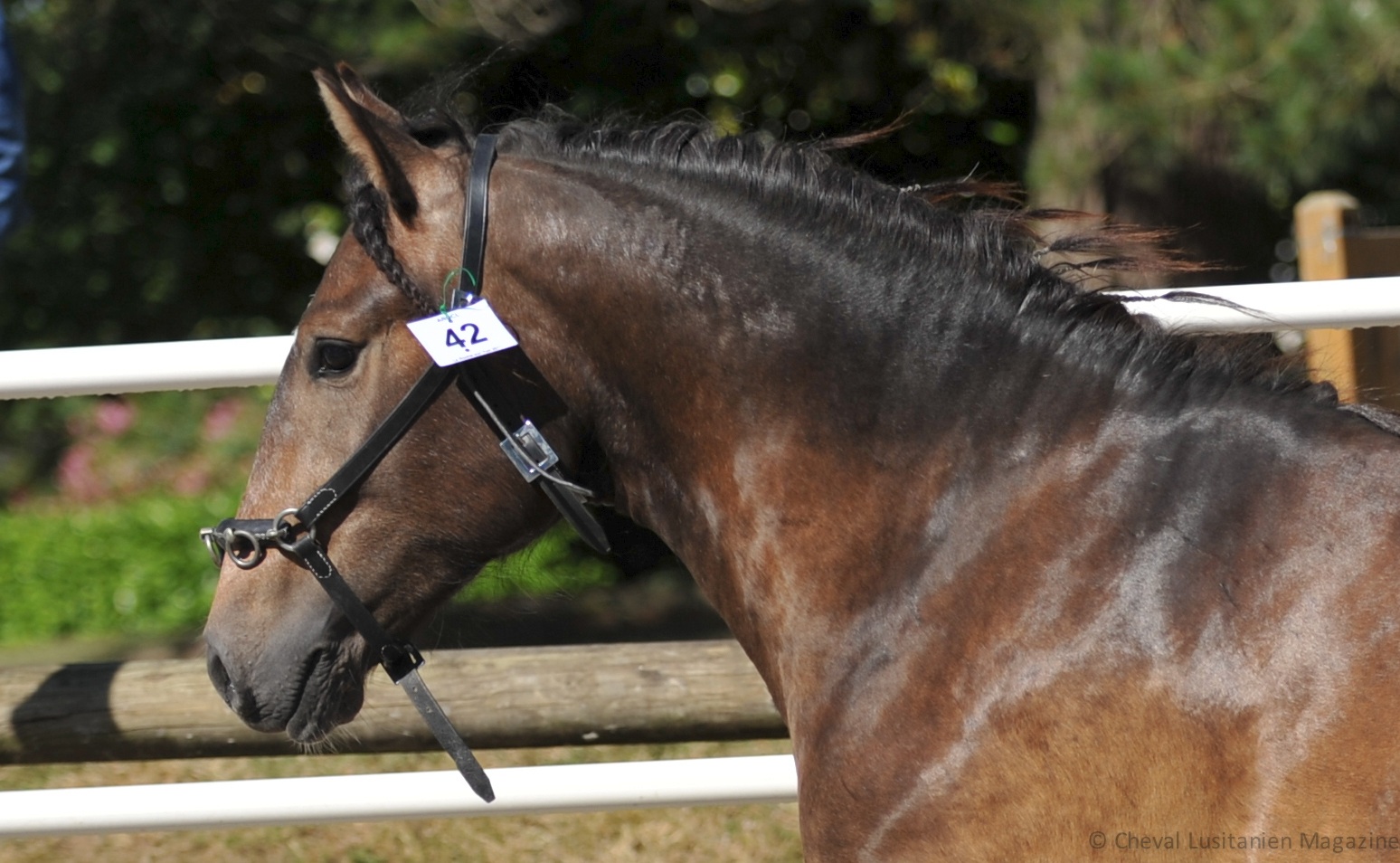 Photo cheval lusitanien vancedor copie
