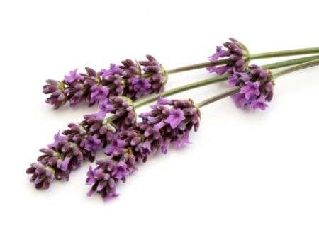Fiori di lavanda